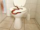 How To Keep Your Home Safe From Snakes Keep Your Home Safe From Snakes