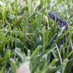 Tips for Keeping Your Dogs Safe from Venomous Snakes Keeping Your Dogs Safe