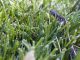 Tips for Keeping Your Dogs Safe from Venomous Snakes Keeping Your Dogs Safe