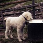 3 Essential Nutrients Your Dog Needs Every day nutrients for dog