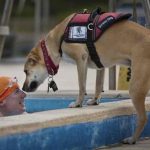 National Service Dog Month – Help Us Celebrate Service Dogs in September National Service Dog