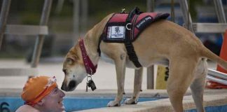 National Service Dog