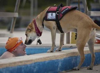National Service Dog