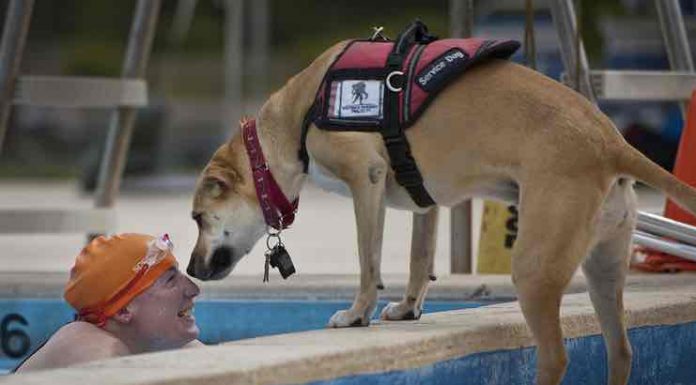 National Service Dog Month – Help Us Celebrate Service Dogs in September National Service Dog