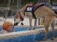 National Service Dog Month – Help Us Celebrate Service Dogs in September National Service Dog