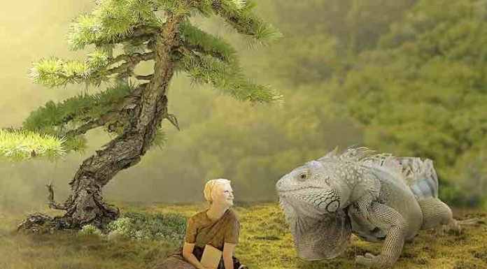 Beginner’s Tips for Raising a Lizard Tips for Raising a Lizard