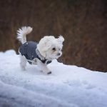 Winter Dog Myths Debunked Winter Dog