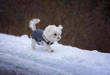 Winter Dog Myths Debunked Winter Dog