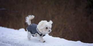 Winter Dog Myths Debunked Winter Dog