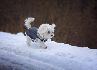Winter Dog