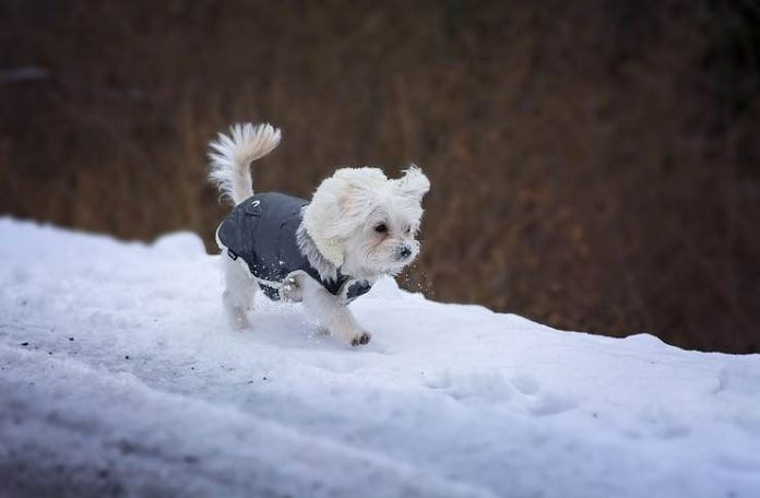 Winter Dog