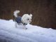 Winter Dog Myths Debunked Winter Dog