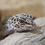 The Top Three Reptilian Pets to Take Home Reptilian Pets