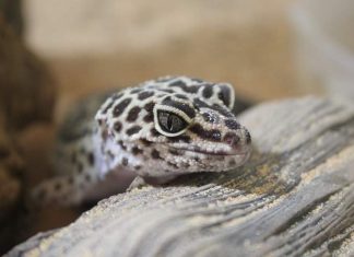 Reptilian Pets