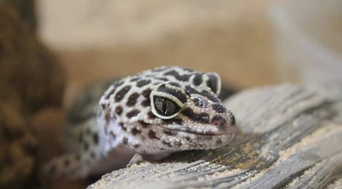 The Top Three Reptilian Pets to Take Home Reptilian Pets