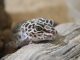 The Top Three Reptilian Pets to Take Home Reptilian Pets