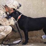 Debunking 5 Common Misconceptions About Service Dogs Service Dogs