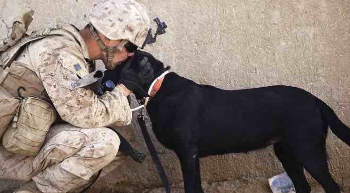 Debunking 5 Common Misconceptions About Service Dogs Service Dogs