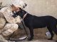 Debunking 5 Common Misconceptions About Service Dogs Service Dogs