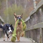 Elaborating Reasons of a Toy for Your Puppy Toy for Your Puppy