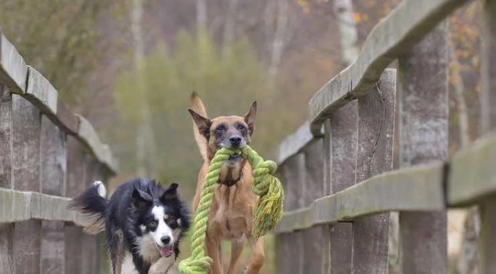 Elaborating Reasons of a Toy for Your Puppy Toy for Your Puppy