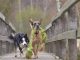 Elaborating Reasons of a Toy for Your Puppy Toy for Your Puppy