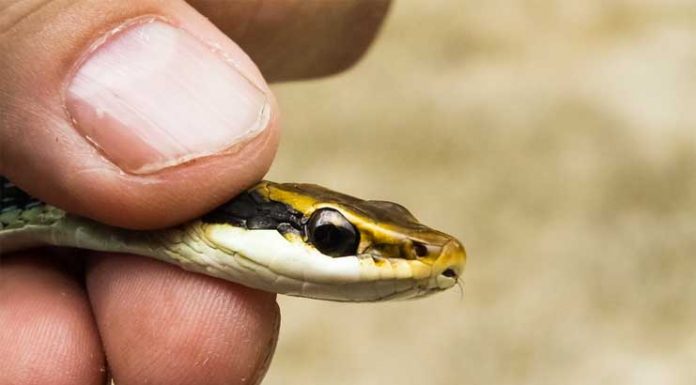 5 Reasons Why You Should Choose A Humane Snake Removal Service Humane Snake Removal