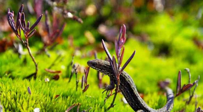 How to Make Your Garden More Reptile-Friendly Make Your Garden More Reptile-Friendly