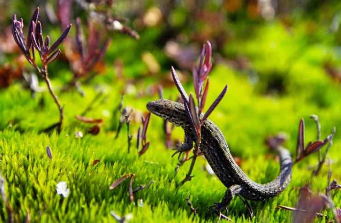 Make Your Garden More Reptile-Friendly