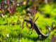 How to Make Your Garden More Reptile-Friendly Make Your Garden More Reptile-Friendly
