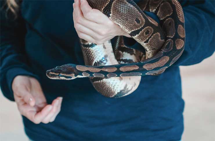 Snake Removal Service