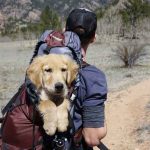 4 Crucial Things You Should Teach Your Puppy teach your puppy