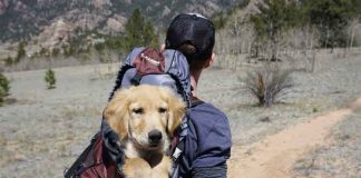4 Crucial Things You Should Teach Your Puppy teach your puppy