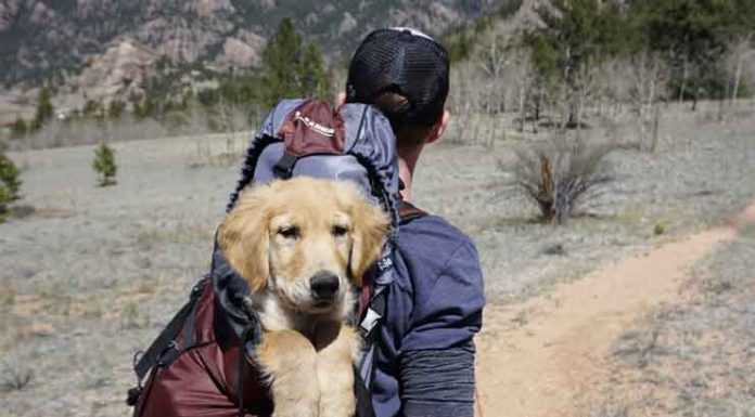4 Crucial Things You Should Teach Your Puppy teach your puppy