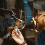 Unique Uses of CBD Oil for Pets CBD oil for pets