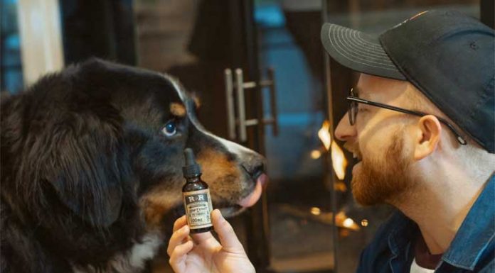 Unique Uses of CBD Oil for Pets CBD oil for pets