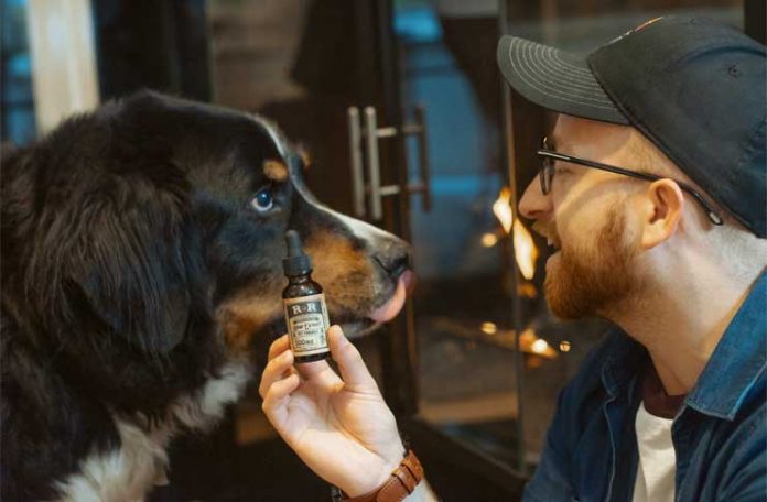 CBD oil for pets