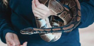 cobras.org - information on cobras and reptiles since 1994