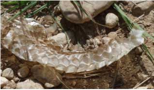 shedded skin of a snake