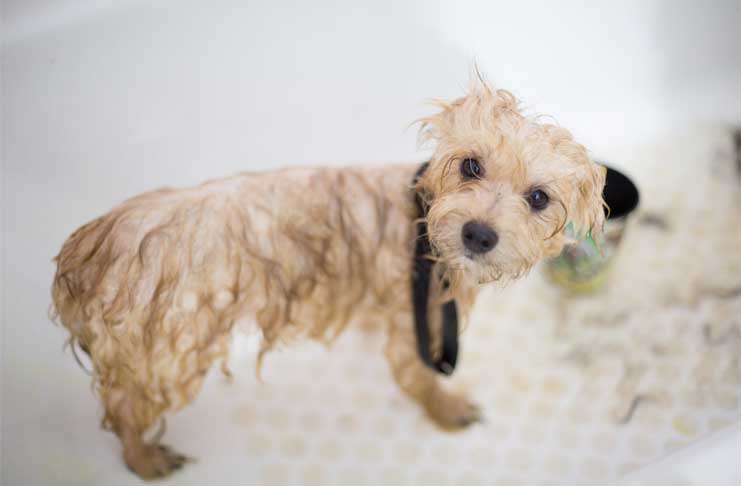 itch shampoo for dogs