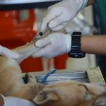 Causes Of Joint Pains In Dogs – Could CBD Be The Cure? joint pains in dogs