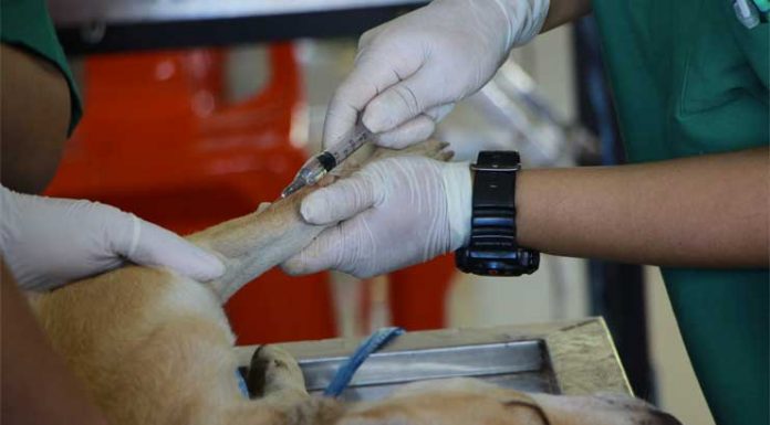 Causes Of Joint Pains In Dogs – Could CBD Be The Cure? joint pains in dogs