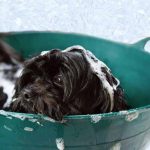 Reviewing Petlab’s Itch Shampoo for Dogs shampoo for dogs