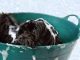 Reviewing Petlab’s Itch Shampoo for Dogs shampoo for dogs