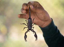 how to get rid of scorpions