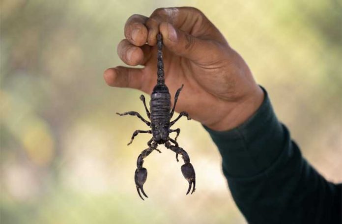 how to get rid of scorpions