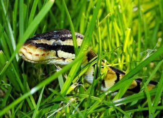 How to feed a baby ball python
