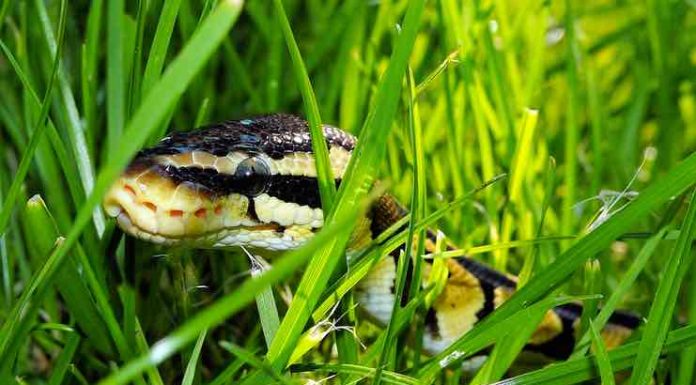 How to Feed a Baby Ball Python How to feed a baby ball python