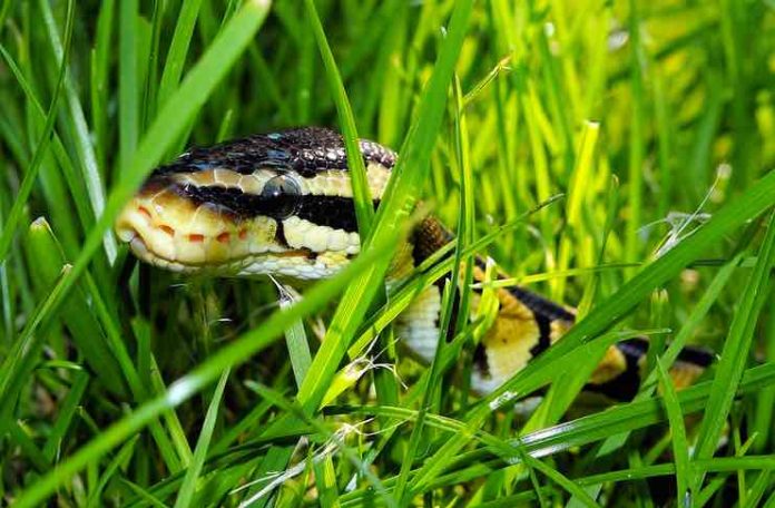 How to feed a baby ball python