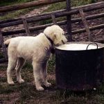 7 Myths About Dog and Cat Food dog food